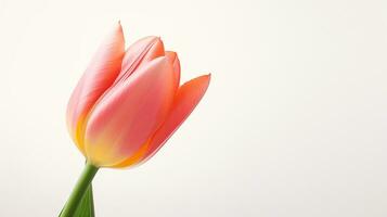 Photo of beautiful Tulip flower isolated on white background. Generative AI