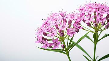 Photo of beautiful Valerian flower isolated on white background. Generative AI