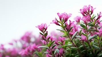 Photo of beautiful Thyme flower isolated on white background. Generative AI