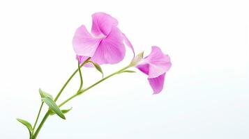 Photo of beautiful Sweet Pea flower isolated on white background. Generative AI