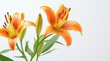 Photo of beautiful Tiger Lily flower isolated on white background. Generative AI