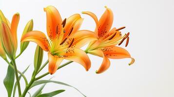 Photo of beautiful Tiger Lily flower isolated on white background. Generative AI