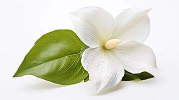 Photo of beautiful Trillium flower isolated on white background. Generative AI