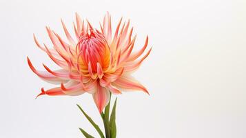 Photo of beautiful Torch Lily flower isolated on white background. Generative AI