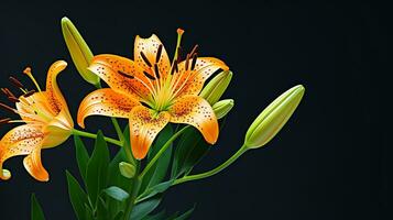 Photo of beautiful Tiger Lily flower isolated on white background. Generative AI