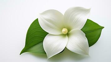 Photo of beautiful Trillium flower isolated on white background. Generative AI