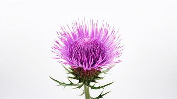 Photo of beautiful Thistle flower isolated on white background. Generative AI