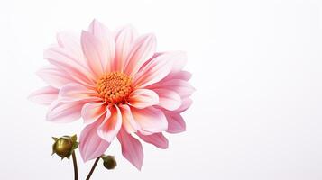 Photo of beautiful Stock flower isolated on white background. Generative AI