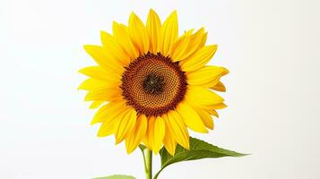 Photo of beautiful Sunflower isolated on white background. Generative AI