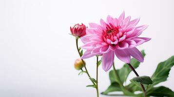 Photo of beautiful Stock flower isolated on white background. Generative AI