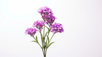 Photo of beautiful Statice flower isolated on white background. Generative AI