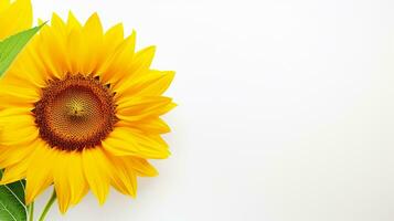 Photo of beautiful Sunflower isolated on white background. Generative AI