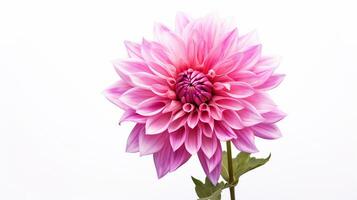 Photo of beautiful Stock flower isolated on white background. Generative AI