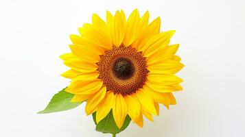 Photo of beautiful Sunflower isolated on white background. Generative AI