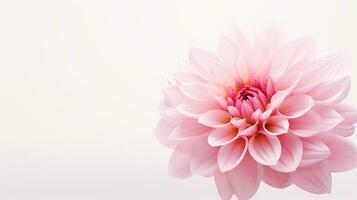 Photo of beautiful Stock flower isolated on white background. Generative AI