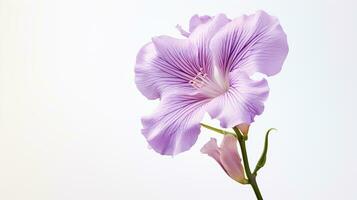 Photo of beautiful Stock flower isolated on white background. Generative AI