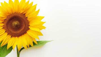 Photo of beautiful Sunflower isolated on white background. Generative AI