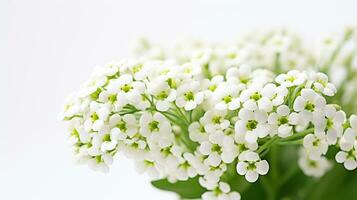 Photo of beautiful Sweet Alyssum flower isolated on white background. Generative AI