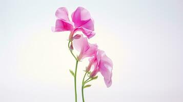Photo of beautiful Sweet Pea flower isolated on white background. Generative AI