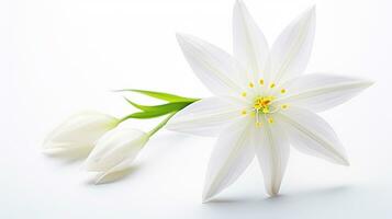 foto de hermosa estrella de Belén flor aislado en blanco antecedentes. generativo ai