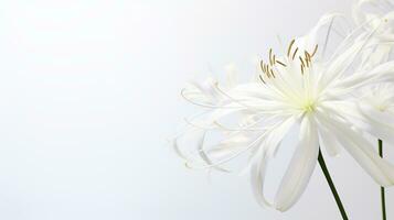 Photo of beautiful Spider Lily flower isolated on white background. Generative AI