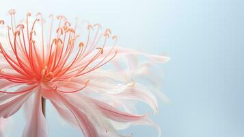 Photo of beautiful Spider Lily flower isolated on white background. Generative AI