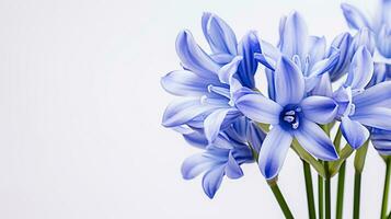 Photo of beautiful Squill flower isolated on white background. Generative AI