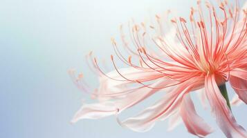 Photo of beautiful Spider Lily flower isolated on white background. Generative AI