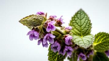 foto de hermosa manchado deadnettle flor aislado en blanco antecedentes. generativo ai