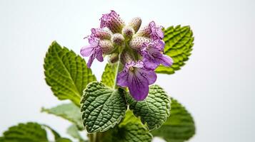 Photo of beautiful Spotted Deadnettle flower isolated on white background. Generative AI