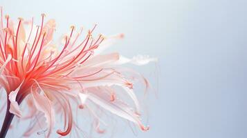 Photo of beautiful Spider Lily flower isolated on white background. Generative AI