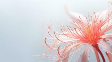 Photo of beautiful Spider Lily flower isolated on white background. Generative AI