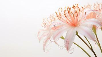 Photo of beautiful Spider Lily flower isolated on white background. Generative AI
