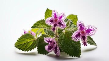 foto de hermosa manchado deadnettle flor aislado en blanco antecedentes. generativo ai