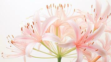 Photo of beautiful Spider Lily flower isolated on white background. Generative AI