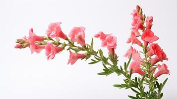 Photo of beautiful Snapdragon flower isolated on white background. Generative AI