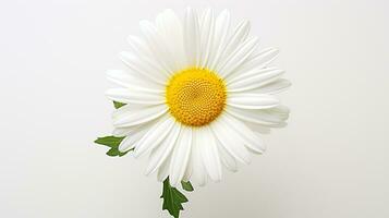 Photo of beautiful Shasta Daisy flower isolated on white background. Generative AI