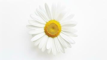 foto de hermosa shasta margarita flor aislado en blanco antecedentes. generativo ai