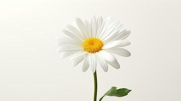 Photo of beautiful Shasta Daisy flower isolated on white background. Generative AI