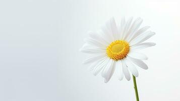 Photo of beautiful Shasta Daisy flower isolated on white background. Generative AI