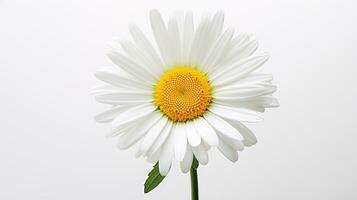 Photo of beautiful Shasta Daisy flower isolated on white background. Generative AI