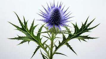 Photo of beautiful Sea Holly flower isolated on white background. Generative AI