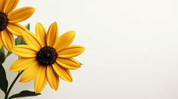 Photo of beautiful Rudbeckia flower isolated on white background. Generative AI