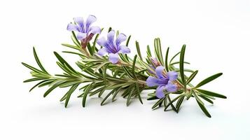 Photo of beautiful Rosemary flower isolated on white background. Generative AI