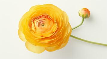 Photo of beautiful Ranunculus flower isolated on white background. Generative AI