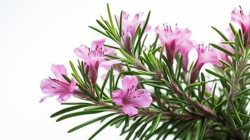 Photo of beautiful Rosemary flower isolated on white background. Generative AI