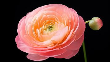 Photo of beautiful Ranunculus flower isolated on white background. Generative AI