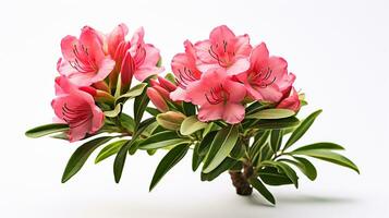 Photo of beautiful Rhododendron flower isolated on white background. Generative AI