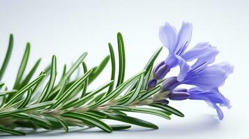 Photo of beautiful Rosemary flower isolated on white background. Generative AI