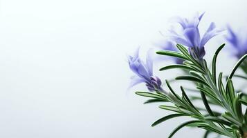 Photo of beautiful Rosemary flower isolated on white background. Generative AI